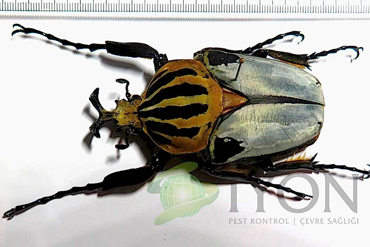 Goliathus Böceği