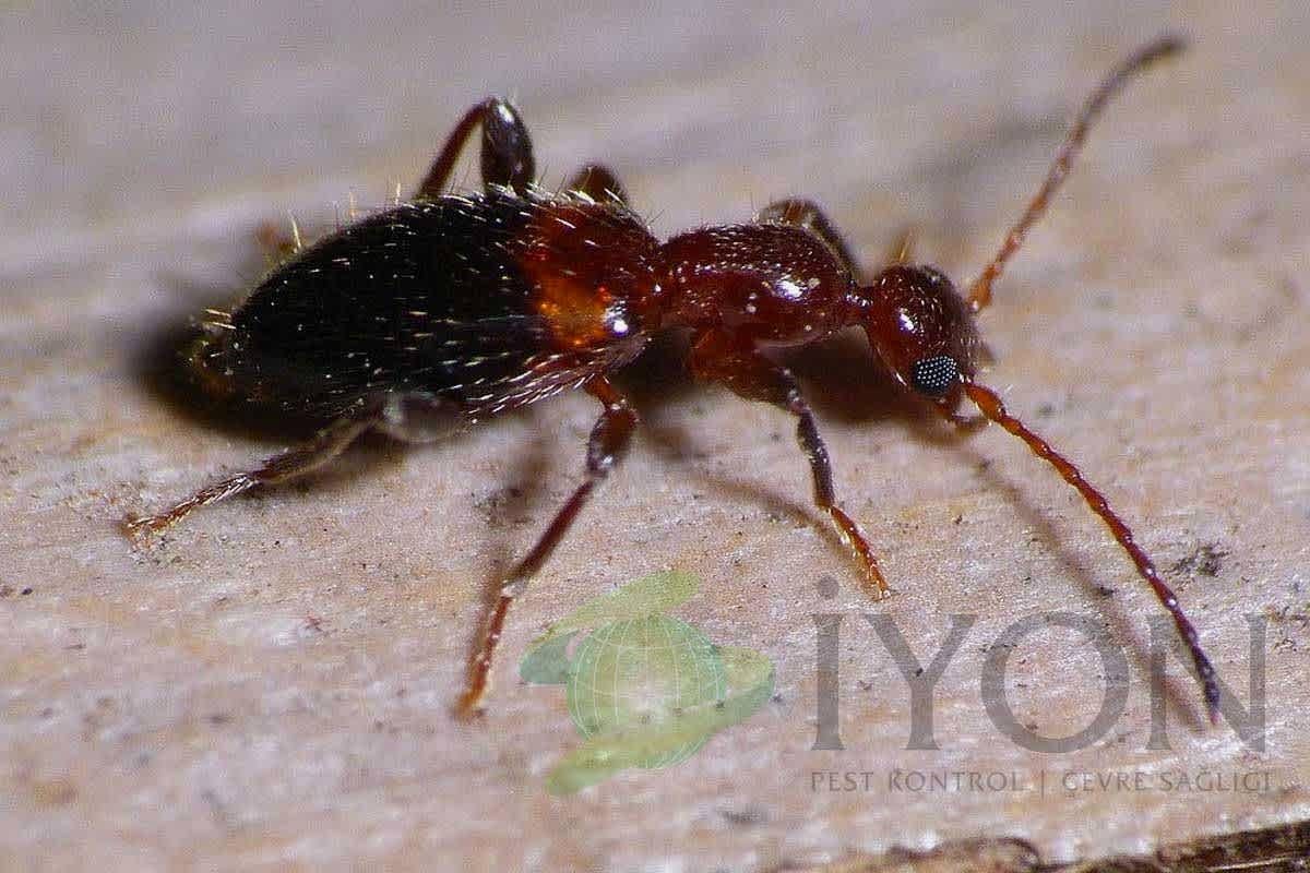 Antlike Çiçek Böceği