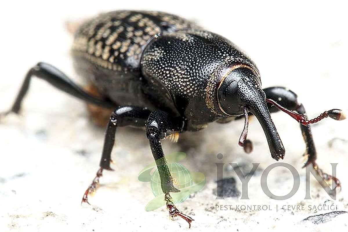 Billbug