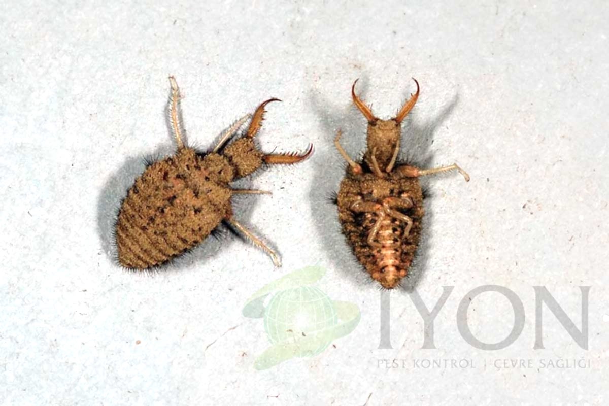 Karıncaaslanı (Antlion)