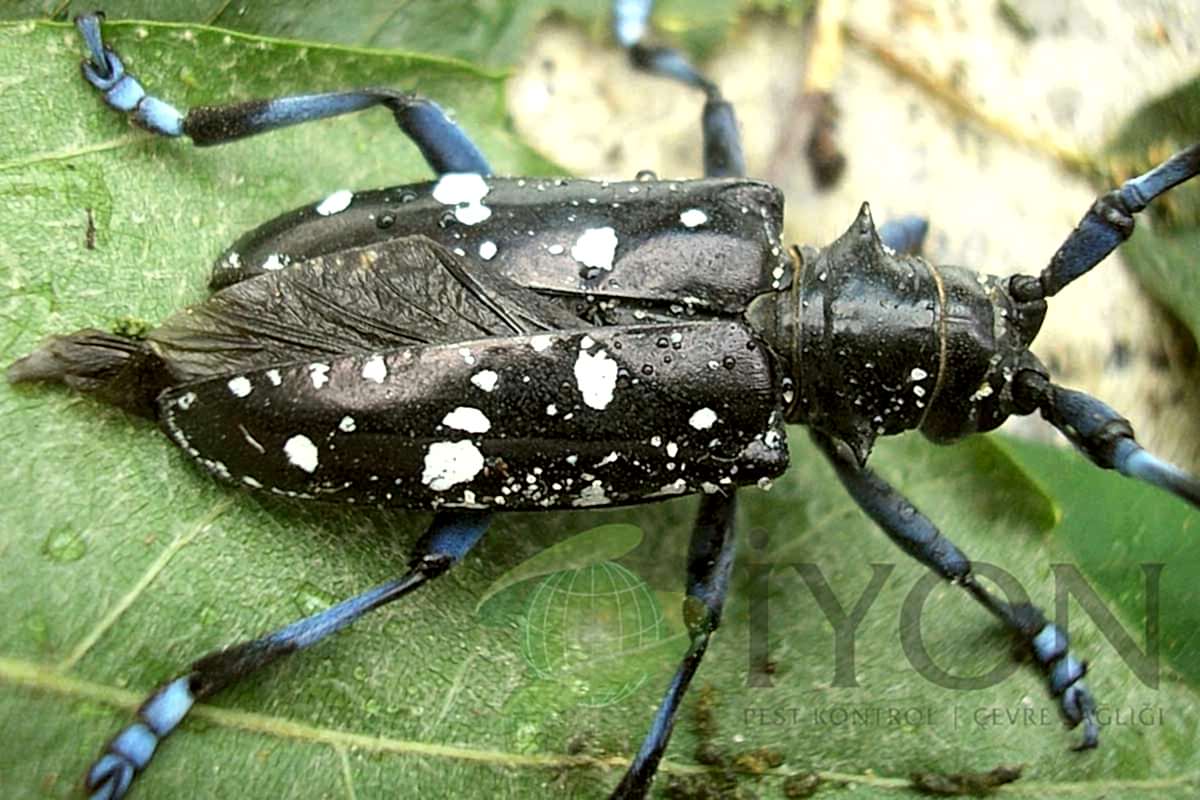 Asya Uzun Boynuzlu (Teke) Böceği